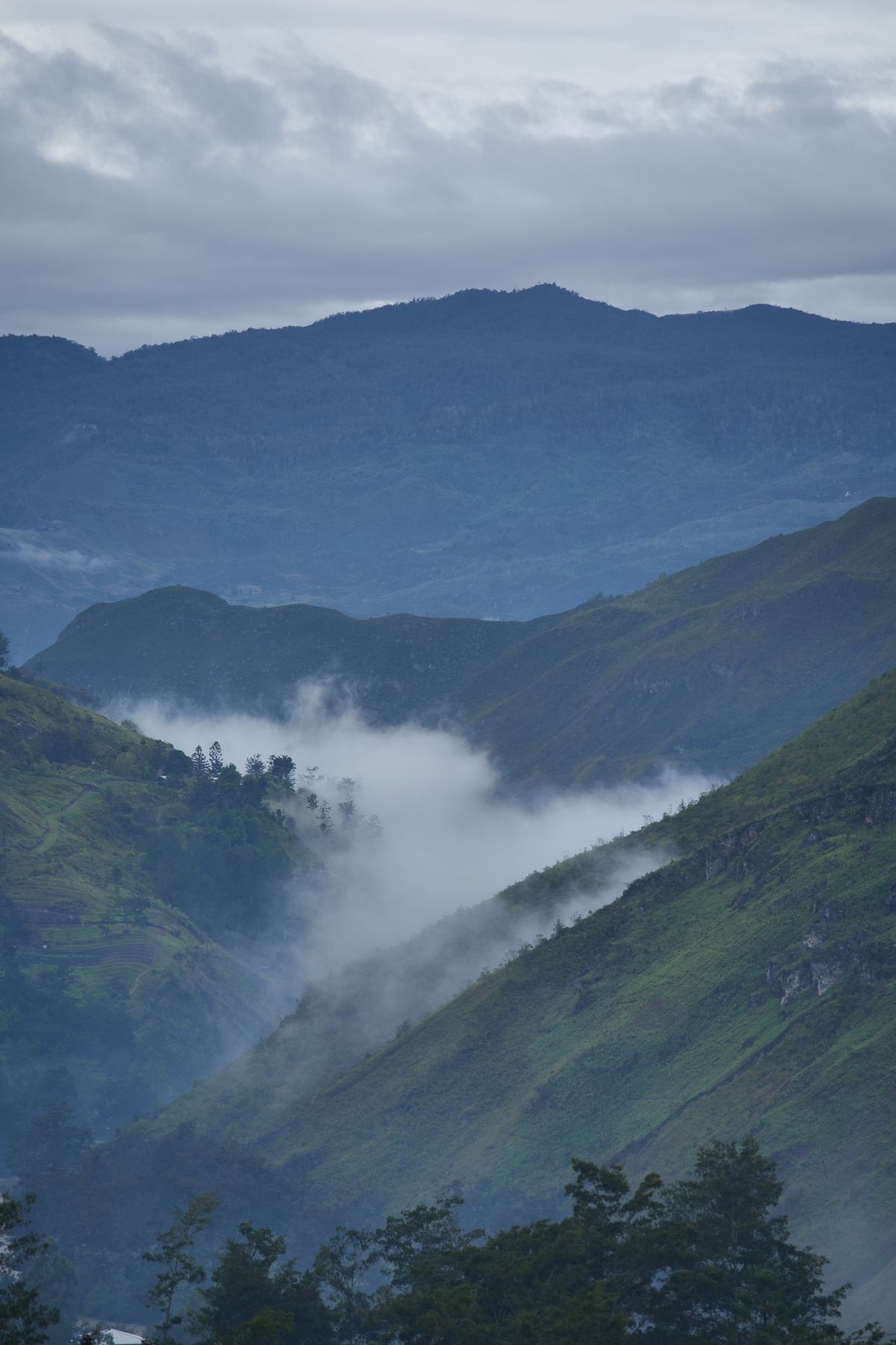 Mist in the forested valleys of the Papuan highlands, the mountain country that rises towards the park's high peaks.