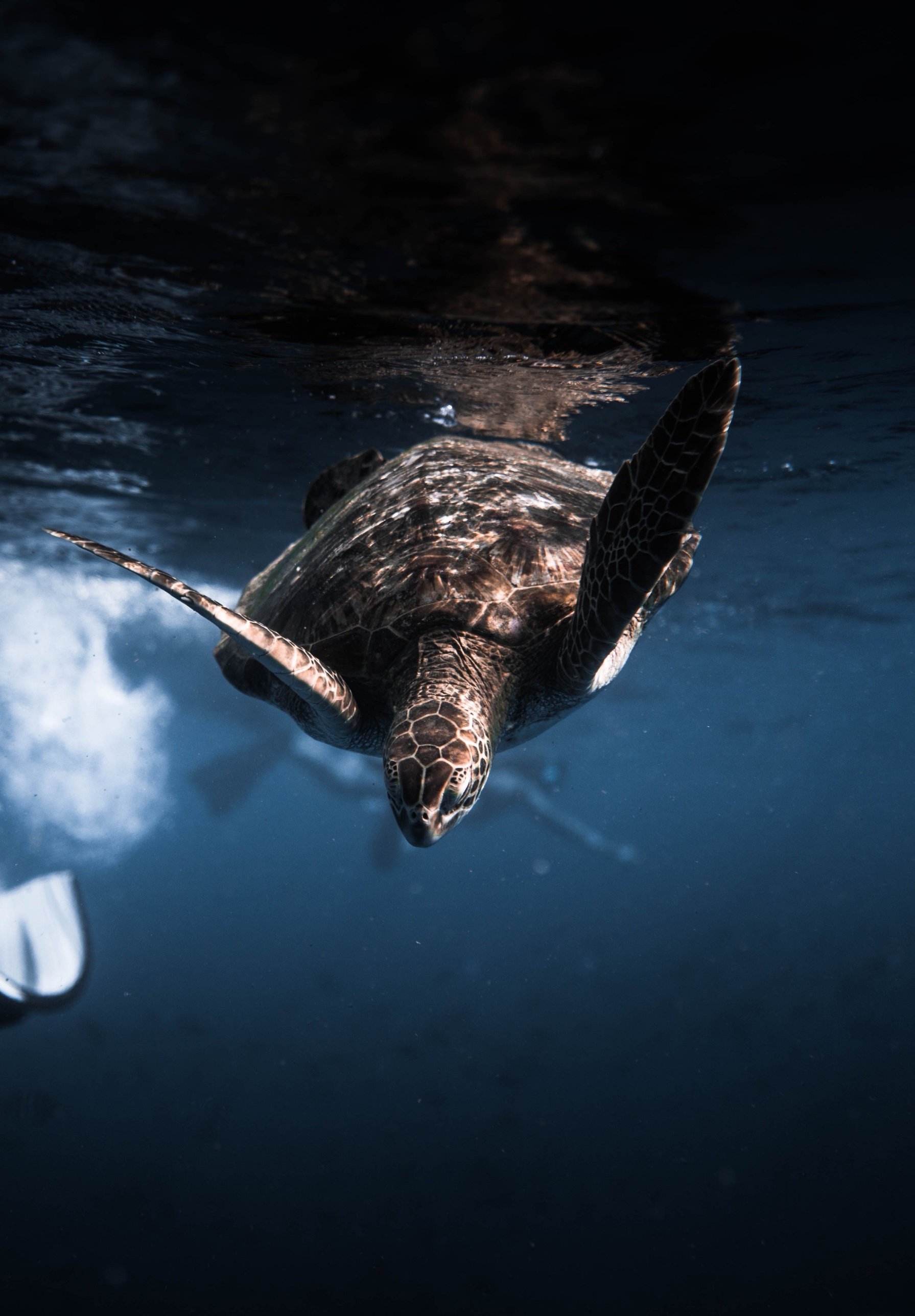 A green turtle diving beneath the surface of the sea