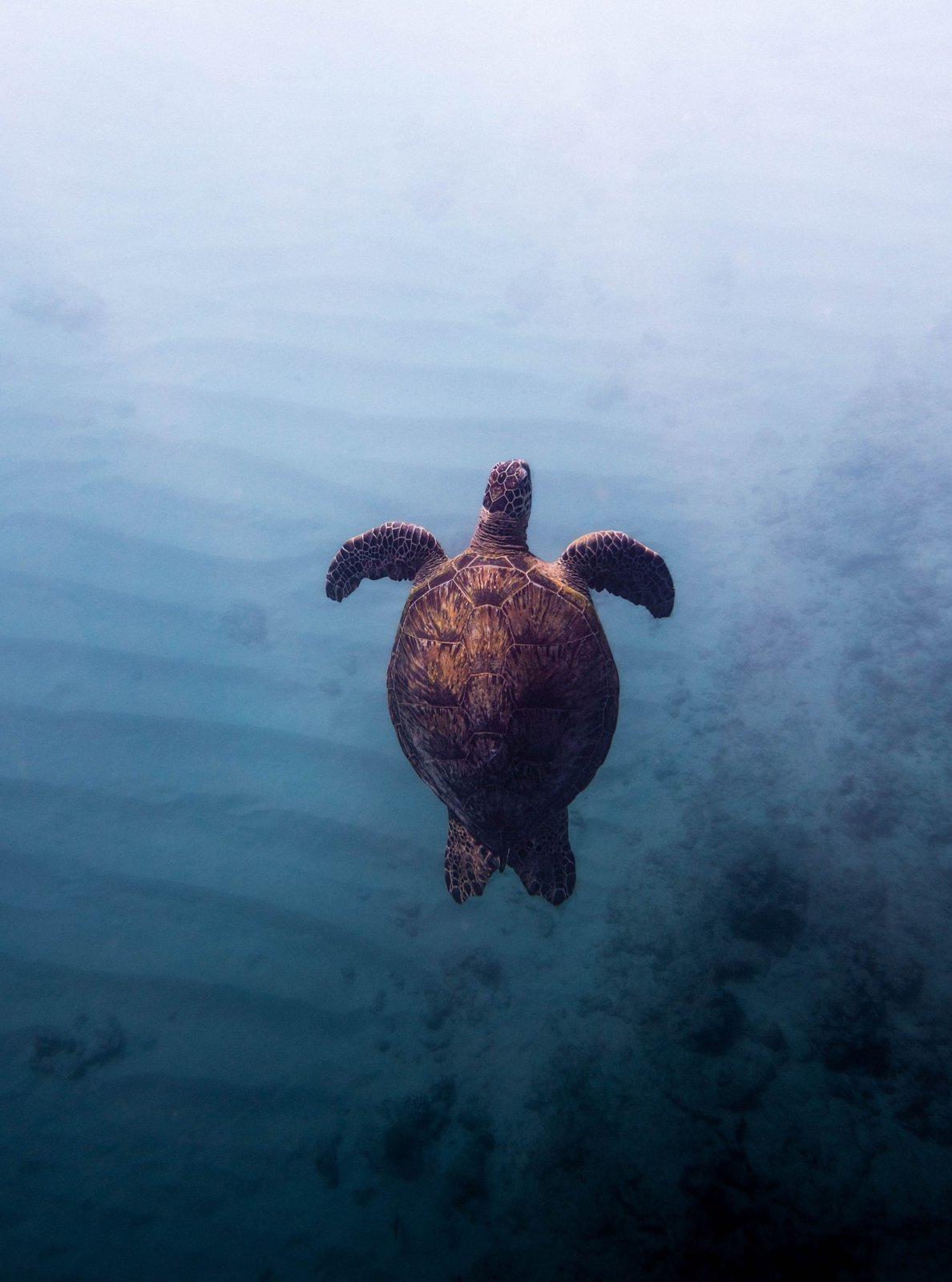 A green turtle swimming above a sandy seabed, seen from above
