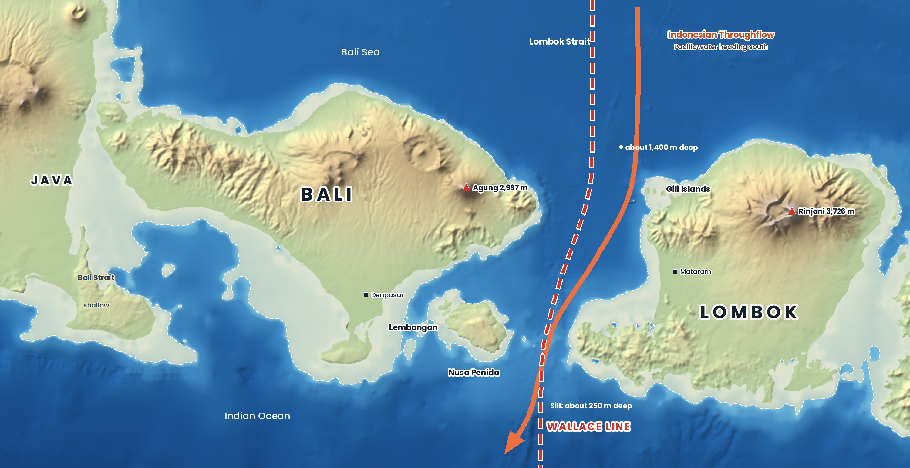 Bali sits on the Asian continental shelf; in the ice age it was joined to Java. Lombok, across the deep Lombok Strait, never was. Strait depths and currents after Susanto et al. (2005).